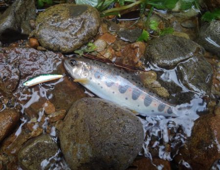 大増水の渓で苦戦